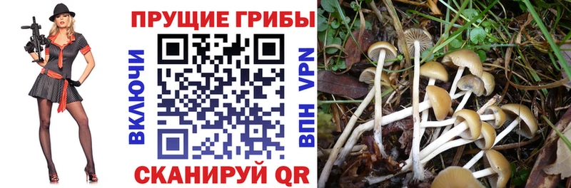 Галлюциногенные грибы Magic Shrooms  Купить  Осинники 